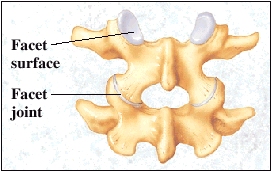 Vertabrae showing facet surface and facet joint.
