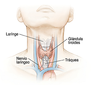 Función de la glándula tiroidea
