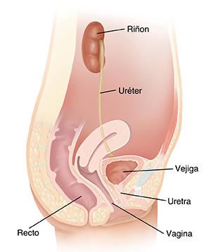 Perforar Cinco ciclo Infecciones de las vías urinarias en las mujeres