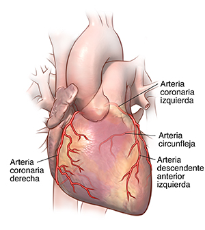 orden Lechuguilla Legibilidad Anatomía y funciones de las arterias coronarias
