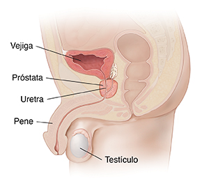 anatomia prostatica)