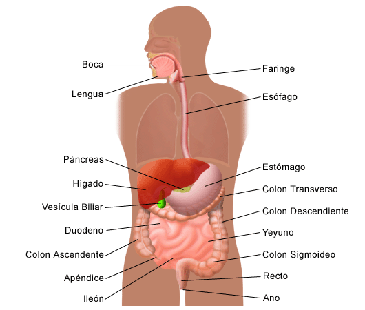 El sistema digestivo Información general