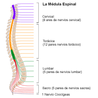 tipos de lesion en la medula espinal