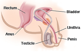 Side view of male genitals showing rectum, bladder, urethra, anus testicle, and penis