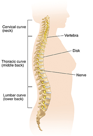 Lower back pain remedy: an illustrated guide