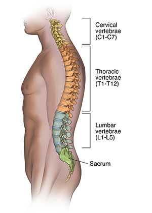 What Is a Cervical Spinal Cord Injury?