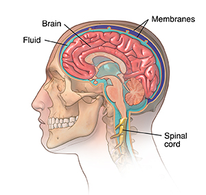 meningitis virus cell