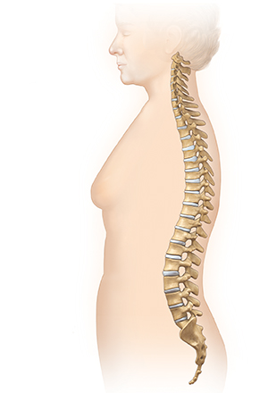 Spine Anatomy - Buffalo Back and Neck PT