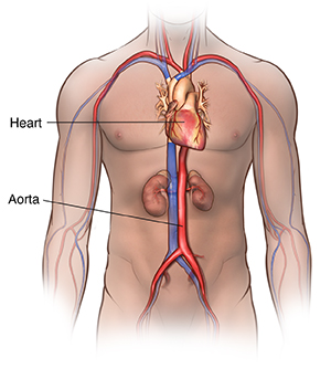 stomach aorta