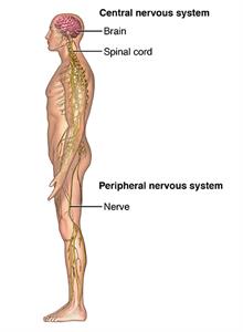 Trapped nerve store in back