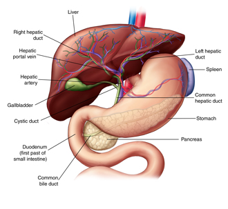 Anatomy of the liver and biliary system, including the stomach, pancreas, gallbladder, biliary tree, and blood supply.