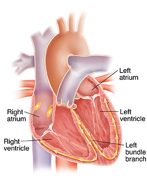 Cross section of heart showing conduction system.