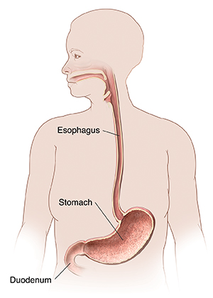 Anatomy of human abdominal muscles. | Zipper Pouch