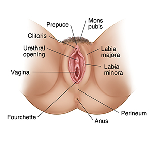 Vulva Structures