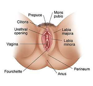 Mons pubis: Anatomy and structure.