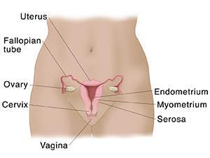 Front view of woman's pelvis showing cross section of uterus, ovaries, cervix, vagina, and fallopian tubes.