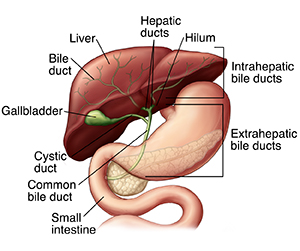 Front view of upturned liver showing biliary tree, pancreas, stomach, and gallbladder.