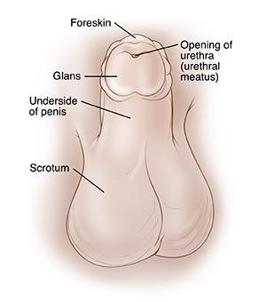 child penis When Your Child Has Hypospadias | Saint Luke's Health System