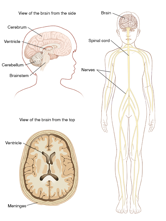 How Does the Brain & Nervous System Work? (Video) (for Kids