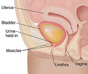 What Leads To Loss Of Bladder Control In Females?