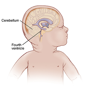 Anatomy of the Brain  Saint Luke's Health System