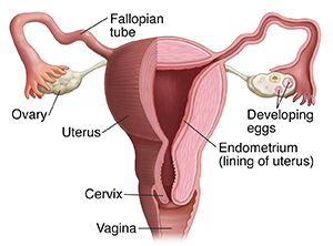 How Long Does a Period Last?