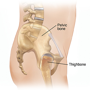 Bony Anatomy of the Pelvis – Male Lateral