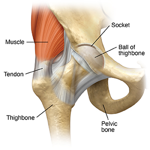 Front view of hip joint.