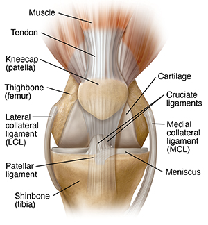 How Your Knee Works | Saint Luke's Health System