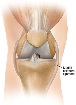 Front view of knee showing the medial collateral ligament.