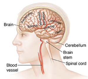 What the Brain Does  Saint Luke's Health System