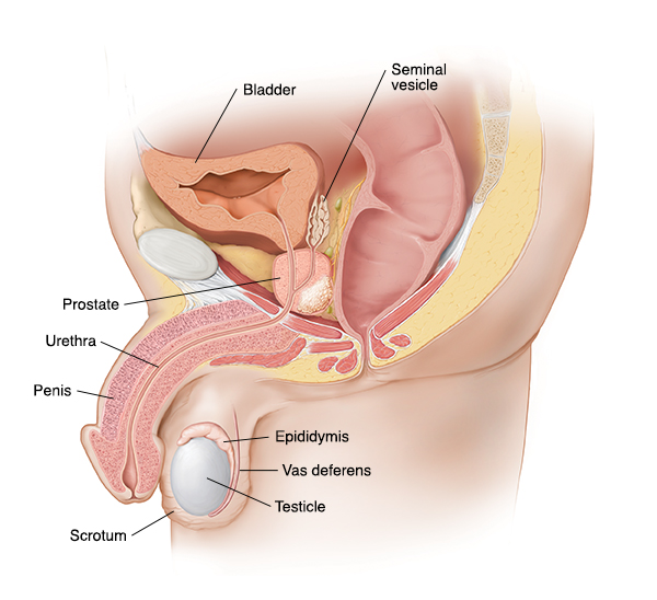 Cross section side view of male reproductive anatomy.