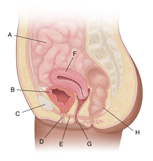 Female Pelvis Cross-Section Model –