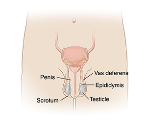 Vasectomy Reversal  Saint Luke's Health System