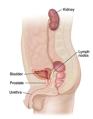 Cross section of male pelvis and abdomen highlighting urogenital tract.  