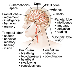 Blood Pressure and Your Brain 