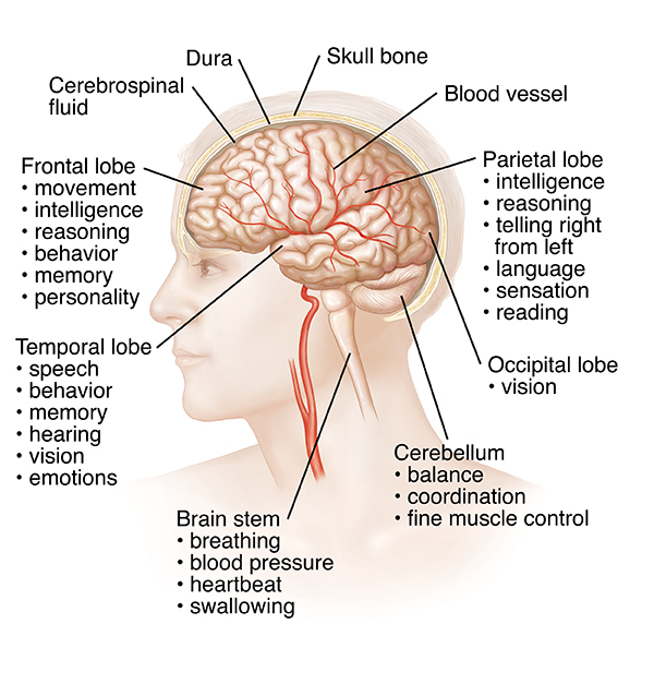 Human brain structure and their functions in human body (5).