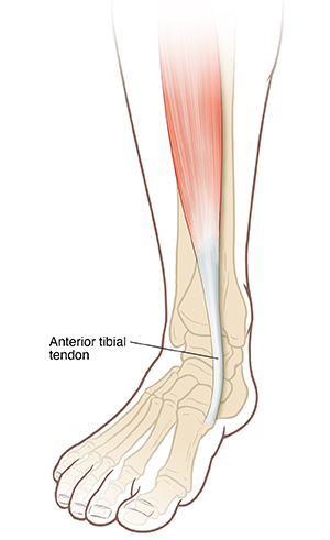 Tendon under store foot