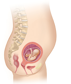 Changes in Your Second Trimester