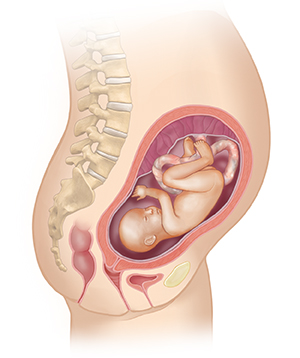 2nd Trimester - Weeks, Development, Physical & Psychological Changes - Dr  Lal PathLabs Blog