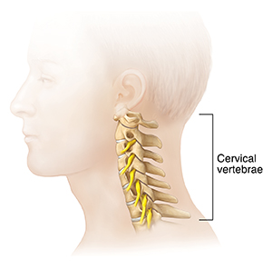 Side view of head and neck showing cervical vertebrae.