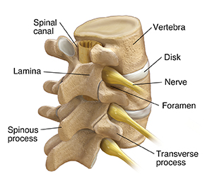 Lumbar Spine Anatomy