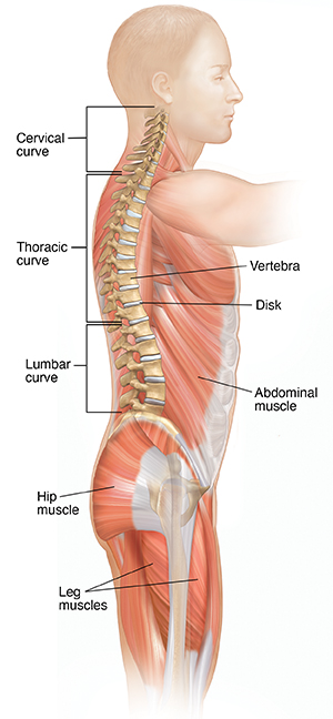 What muscles support the spine?