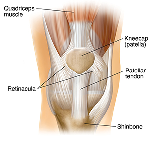 Muscle below shop knee cap