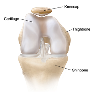 The Kneecap (Patella) and Knee Joint