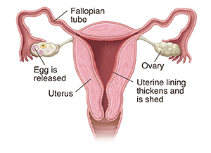 Front view cross section of female reproductive organs.