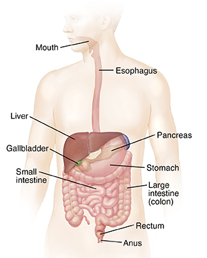 Overview of the Digestive System