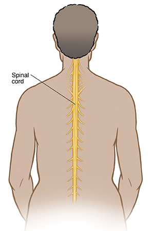 Cure Paralysis Ribbon Magnet - Cure Paralysis Magnet - Spinal Cord