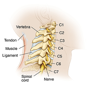 Know Your Neck: The Cervical Spine