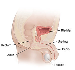 Teens STD Symptoms Male Saint Luke s Health System